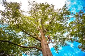 Best Tree Health Inspection  in Oceanport, NJ