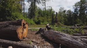 Best Root Management and Removal  in Oceanport, NJ
