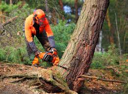 How Our Tree Care Process Works  in  Oceanport, NJ