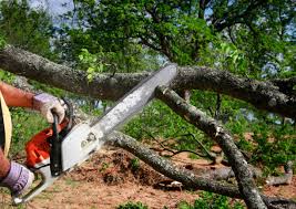 Trusted Oceanport, NJ Tree Care Experts