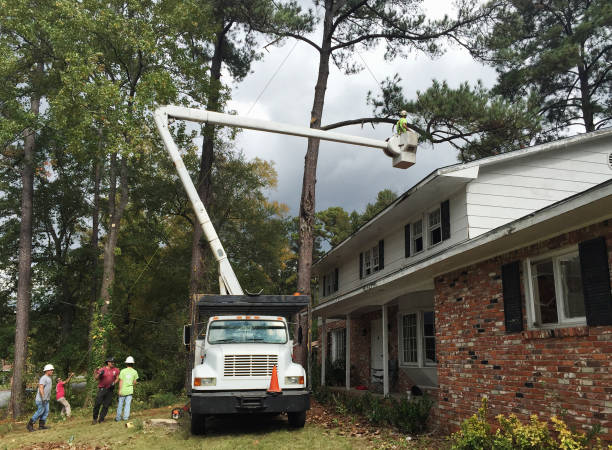 Best Tree Removal  in Oceanport, NJ