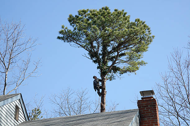 Best Seasonal Cleanup (Spring/Fall)  in Oceanport, NJ